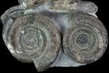 Dactylioceras Ammonite Cluster - Rare Occurrence #93909-3